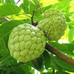 Sugar Apple Tree Live Plant – Tropical Fruit – 4-7 Inches Tall – Potted - Image 4
