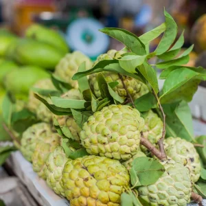 Sugar Apple Tree Live Plant – Tropical Fruit – 4-7 Inches Tall – Potted - Image 6