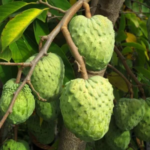 Sugar Apple Tree Live Plant – Tropical Fruit – 4-7 Inches Tall – Potted - Image 7