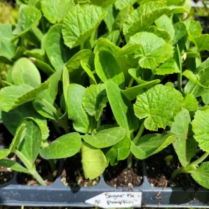 Sugar Pie Pumpkin Live Plant - Heirloom Vegetable, 3-5 Inch Tall, 4 Inch Pot - Image 10