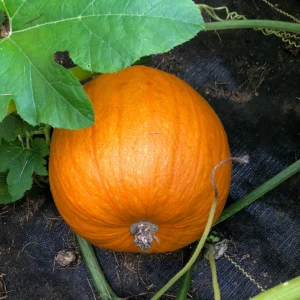 Sugar Pie Pumpkin Live Plant - Heirloom Vegetable, 3-5 Inch Tall, 4 Inch Pot - Image 2