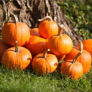 Sugar Pie Pumpkin Live Plant - Heirloom Vegetable, 3-5 Inch Tall, 4 Inch Pot - Image 3