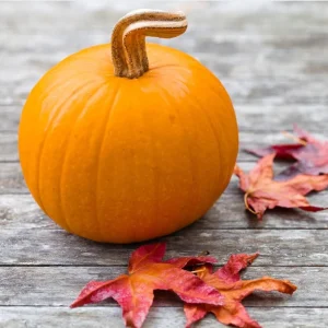 Sugar Pie Pumpkin Live Plant - Heirloom Vegetable, 3-5 Inch Tall, 4 Inch Pot - Image 4