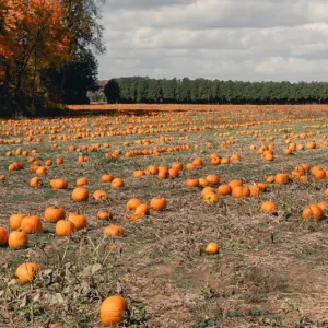 Sugar Pie Pumpkin Live Plant - Heirloom Vegetable, 3-5 Inch Tall, 4 Inch Pot - Image 5
