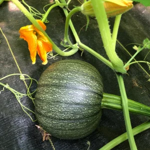 Sugar Pie Pumpkin Live Plant - Heirloom Vegetable, 3-5 Inch Tall, 4 Inch Pot - Image 6