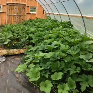 Sugar Pie Pumpkin Live Plant - Heirloom Vegetable, 3-5 Inch Tall, 4 Inch Pot - Image 9