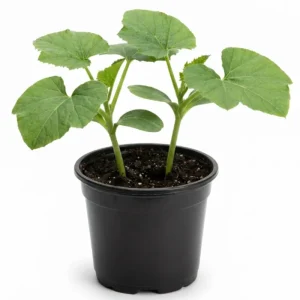 Sugar Pie Pumpkin Live Plants – 2 Heirloom Starters in 4-inch Pot – 4-6 Inch Tall - Image 2