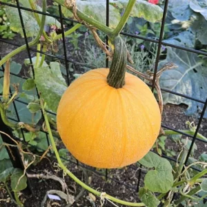 Sugar Pie Pumpkin Live Plants – 2 Heirloom Starters in 4-inch Pot – 4-6 Inch Tall - Image 3