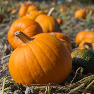 Sugar Pie Pumpkin Live Plants – 2 Heirloom Starters in 4-inch Pot – 4-6 Inch Tall - Image 1