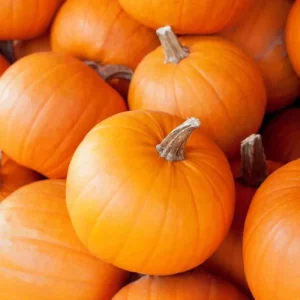 Sugar Pie Pumpkin Live Plants – 2 Heirloom Starters in 4-inch Pot – 4-6 Inch Tall - Image 4