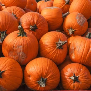 Sugar Pie Pumpkin Live Plants – 2 Heirloom Starters in 4-inch Pot – 4-6 Inch Tall - Image 5