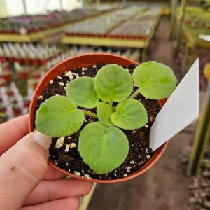 Sugar Plum Dream African Violet Live Plant – 4 Inch Pot, Purple Blooms, Indoor Houseplant - Image 2