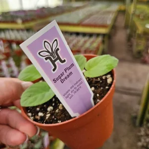 Sugar Plum Dream African Violet Live Plant – 4 Inch Pot, Purple Blooms, Indoor Houseplant - Image 3