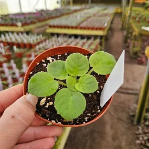 Sugar Plum Dream African Violet Live Plant – 4 Inch Pot, Purple Blooms, Indoor Houseplant - Image 4