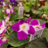 Sugar Plum Dream African Violet Live Plant – 4 Inch Pot, Purple Blooms, Indoor Houseplant - Image 1