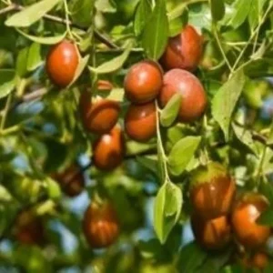 Sugarcane Jujube Live Plant & Seeds - Ziziphus Jujuba - Fast Growing Fruit Tree - Image 2