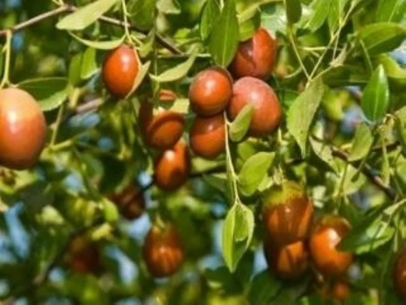 Sugarcane Jujube Live Plant & Seeds - Ziziphus Jujuba - Fast Growing Fruit Tree - Image 2