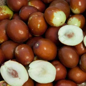 Sugarcane Jujube Live Plant & Seeds - Ziziphus Jujuba - Fast Growing Fruit Tree - Image 4