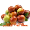 Sugarcane Jujube Live Plant & Seeds - Ziziphus Jujuba - Fast Growing Fruit Tree - Image 1