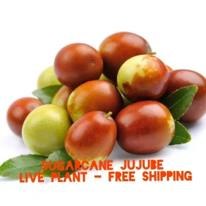 Sugarcane Jujube Live Plant & Seeds - Ziziphus Jujuba - Fast Growing Fruit Tree - Image 1