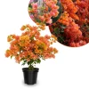 Sundown Orange Bougainvillea Live Plant – 5-7 Inch Tall Vine – Outdoor Flowering Shrub - Image 1