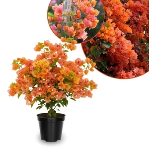 Sundown Orange Bougainvillea Live Plant – 5-7 Inch Tall Vine – Outdoor Flowering Shrub - Image 1