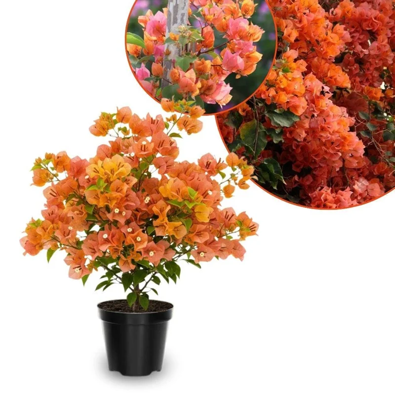 Sundown Orange Bougainvillea Live Plant – 5-7 Inch Tall Vine – Outdoor Flowering Shrub - Image 1