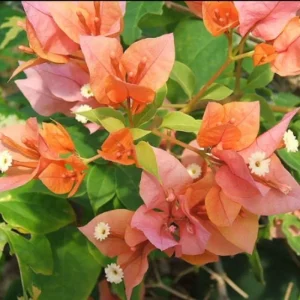 Sundown Orange Bougainvillea Live Plant – 5-7 Inch Tall Vine – Outdoor Flowering Shrub - Image 10