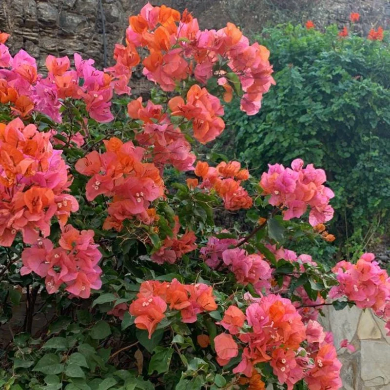 Sundown Orange Bougainvillea Live Plant – 5-7 Inch Tall Vine – Outdoor Flowering Shrub - Image 2