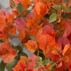 Sundown Orange Bougainvillea Live Plant – 5-7 Inch Tall Vine – Outdoor Flowering Shrub - Image 3