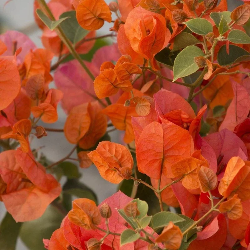 Sundown Orange Bougainvillea Live Plant – 5-7 Inch Tall Vine – Outdoor Flowering Shrub - Image 3