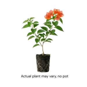 Sundown Orange Bougainvillea Live Plant – 5-7 Inch Tall Vine – Outdoor Flowering Shrub - Image 4