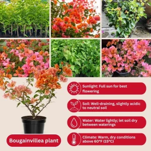 Sundown Orange Bougainvillea Live Plant – 5-7 Inch Tall Vine – Outdoor Flowering Shrub - Image 5