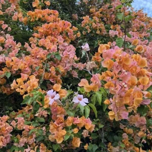 Sundown Orange Bougainvillea Live Plant – 5-7 Inch Tall Vine – Outdoor Flowering Shrub - Image 6