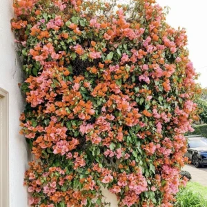 Sundown Orange Bougainvillea Live Plant – 5-7 Inch Tall Vine – Outdoor Flowering Shrub - Image 7