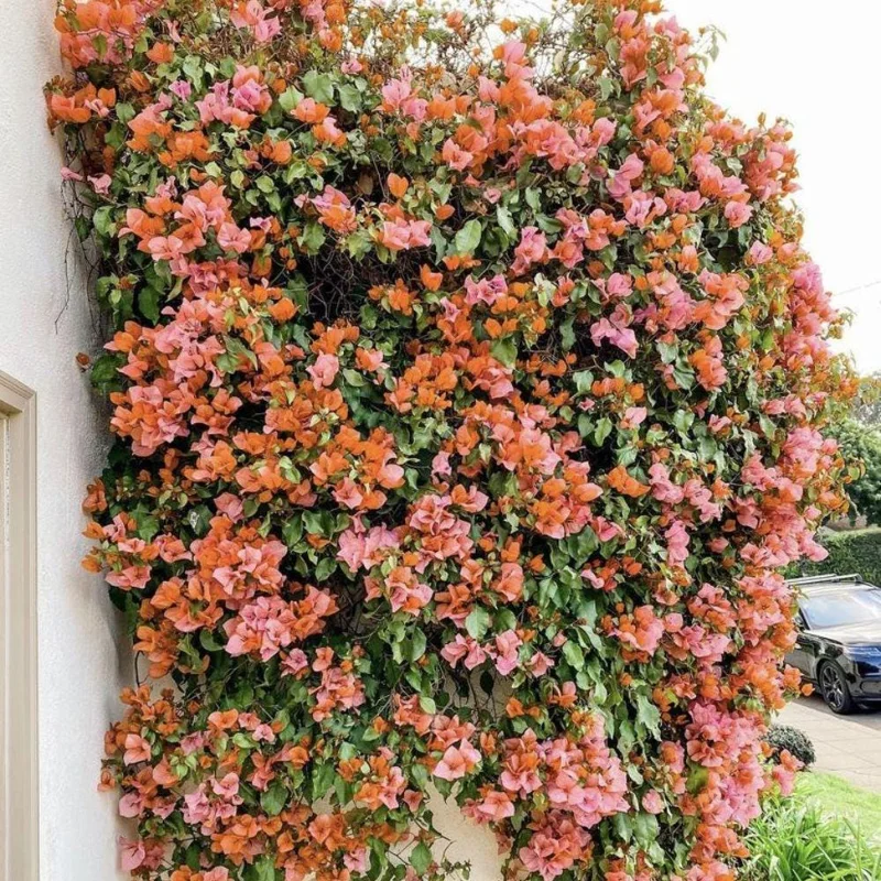 Sundown Orange Bougainvillea Live Plant – 5-7 Inch Tall Vine – Outdoor Flowering Shrub - Image 7