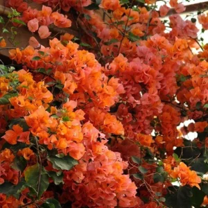 Sundown Orange Bougainvillea Live Plant – 5-7 Inch Tall Vine – Outdoor Flowering Shrub - Image 8