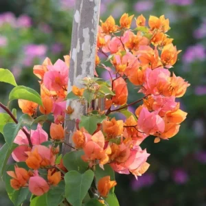 Sundown Orange Bougainvillea Live Plant – 5-7 Inch Tall Vine – Outdoor Flowering Shrub - Image 9