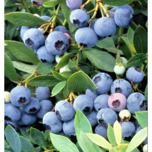 Sunshine Blueberry Live Plant – Compact Bush – Sweet Berry – 4-8 Inch Tall - Image 6