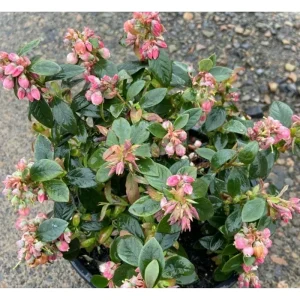 Sunshine Blueberry Live Starter Plants - Set of 2, Compact Bush, 4-8 Inch Tall - Image 2