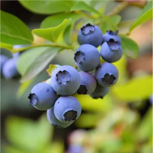 Sunshine Blueberry Live Starter Plants - Set of 2, Compact Bush, 4-8 Inch Tall - Image 4