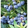 Sunshine Blueberry Live Starter Plants - Set of 2, Compact Bush, 4-8 Inch Tall - Image 1