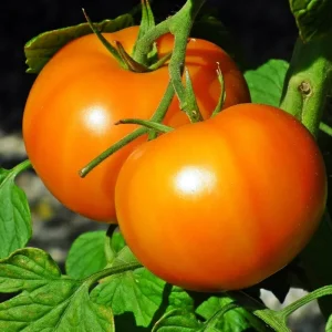 Super Bush Tomato Live Plant – 4 Inch Pot, 5-8 Inch Tall Heirloom Determinate - Image 2