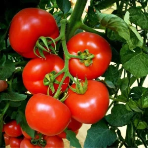 Super Bush Tomato Live Plant – 4 Inch Pot, 5-8 Inch Tall Heirloom Determinate - Image 3