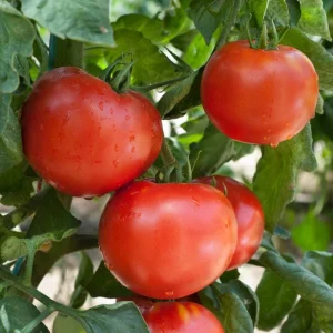 Super Bush Tomato Live Plant – 4 Inch Pot, 5-8 Inch Tall Heirloom Determinate - Image 4