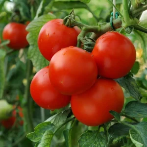 Super Bush Tomato Live Plant – 4 Inch Pot, 5-8 Inch Tall Heirloom Determinate - Image 5