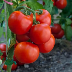 Super Bush Tomato Live Plant – 4 Inch Pot, 5-8 Inch Tall Heirloom Determinate - Image 6