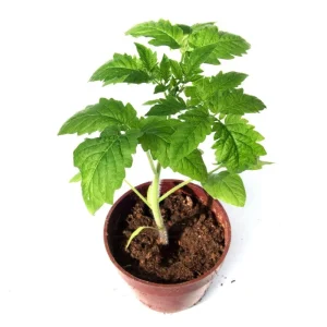 Super Bush Tomato Live Plant – 4 Inch Pot, 5-8 Inch Tall Heirloom Determinate - Image 1