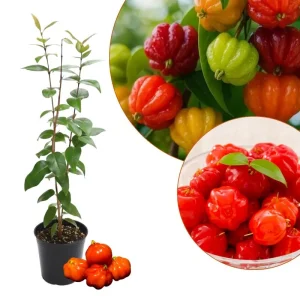 Surinam Cherry Live Plant – Edible Fruit Tree – 5 to 8 Inches Tall - Image 2
