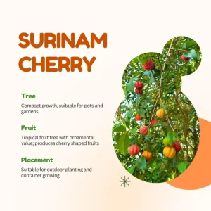 Surinam Cherry Live Plant – Edible Fruit Tree – 5 to 8 Inches Tall - Image 3